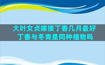 大叶女贞嫁接丁香几月最好 丁香与冬青是同种植物吗